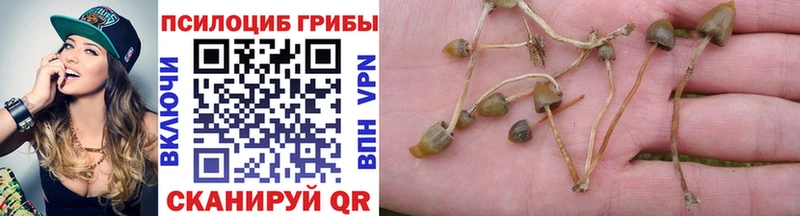 Галлюциногенные грибы Psilocybine cubensis Каргат